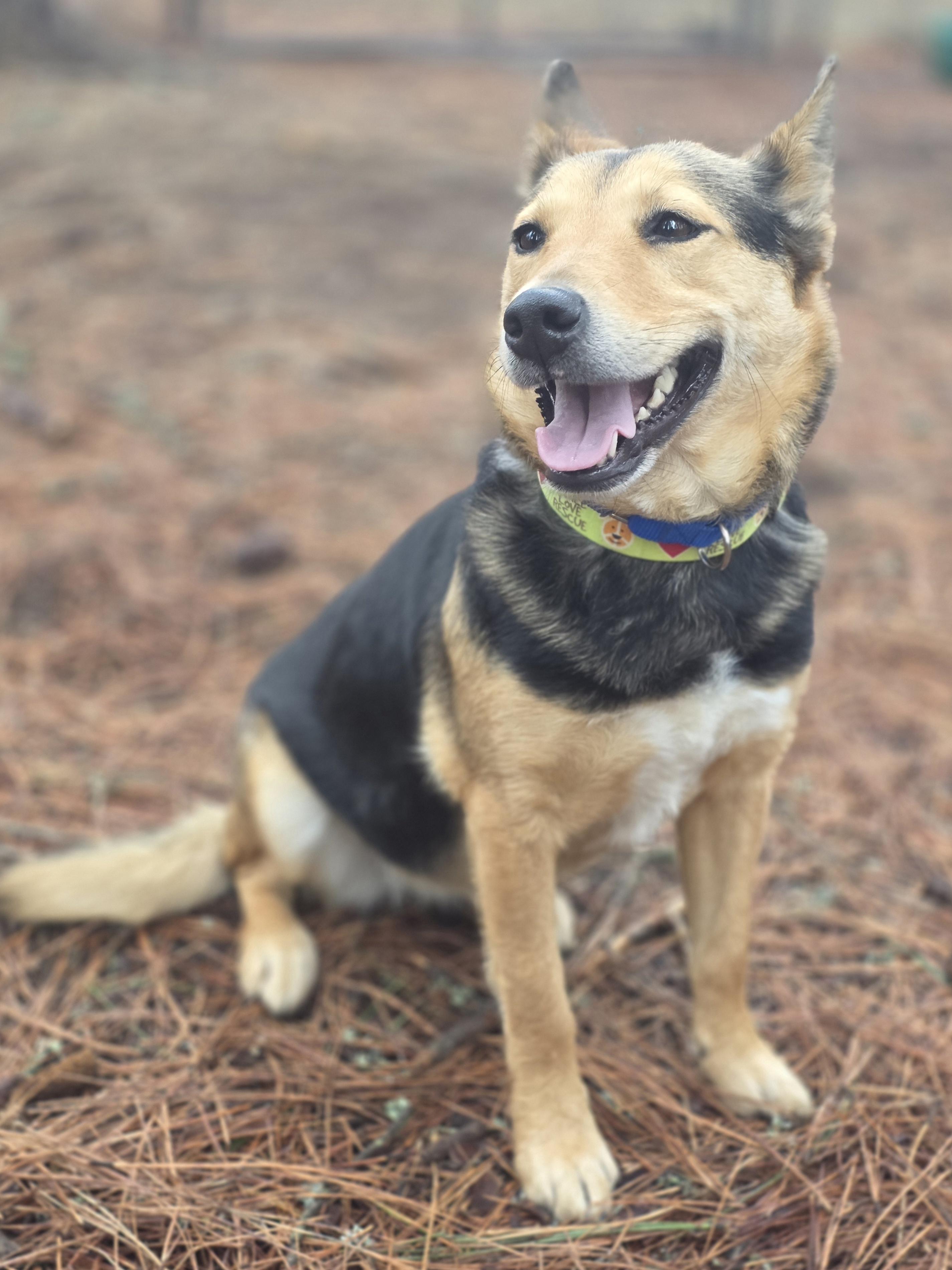 Enlarge Christine, an adopted Shepherd in Elk, WA image 4/6