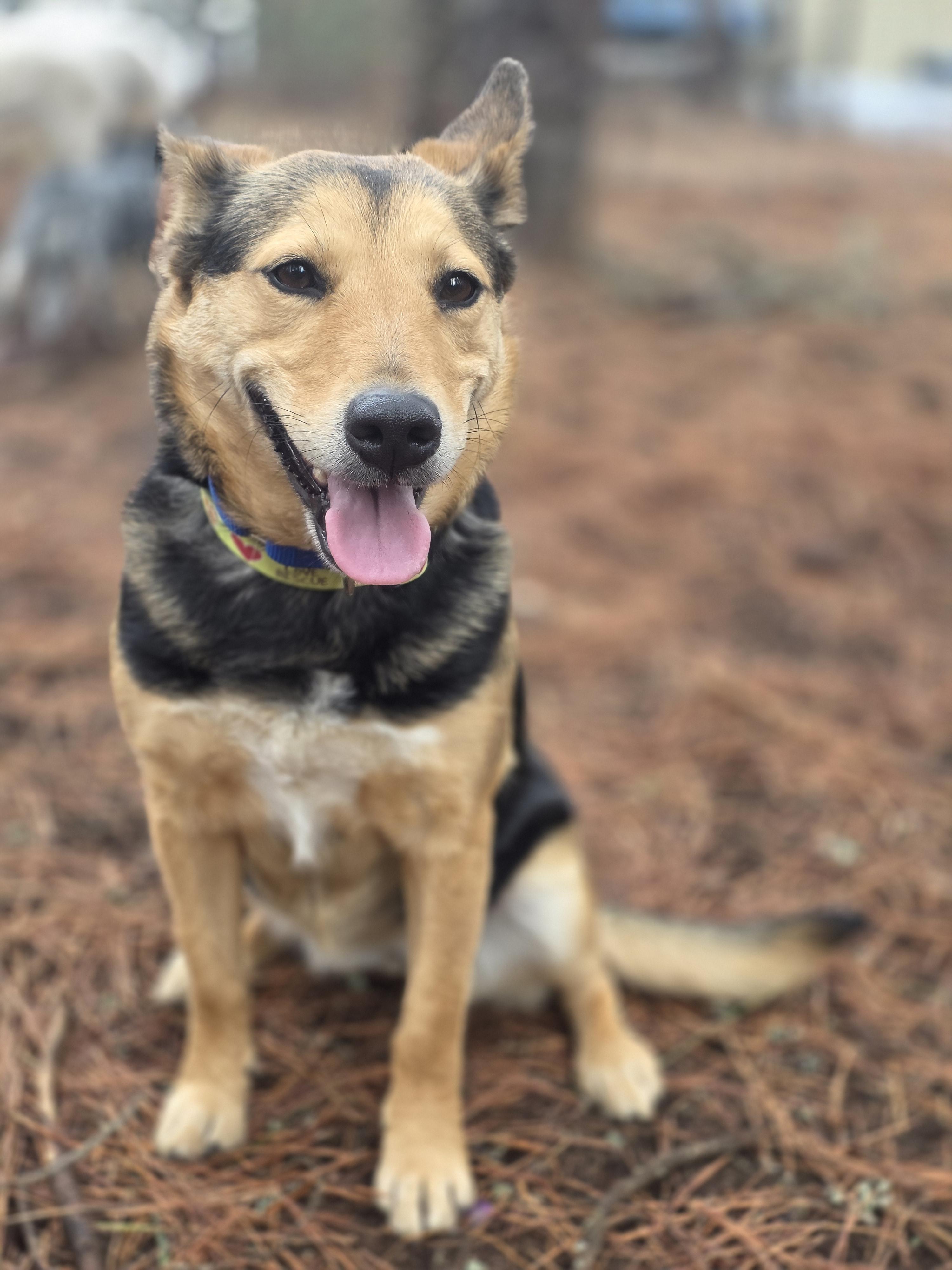 Enlarge Christine, an adopted Shepherd in Elk, WA image 5/6