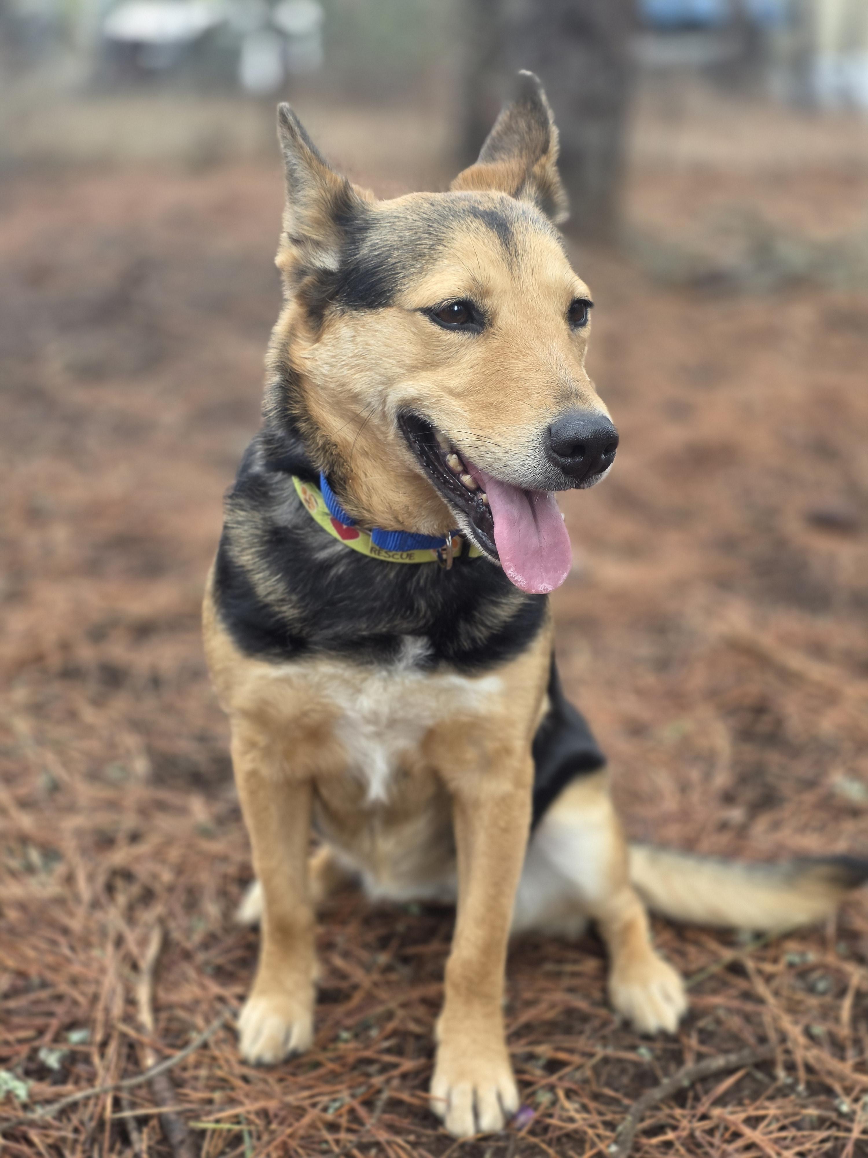 Enlarge Christine, an adopted Shepherd in Elk, WA image 6/6