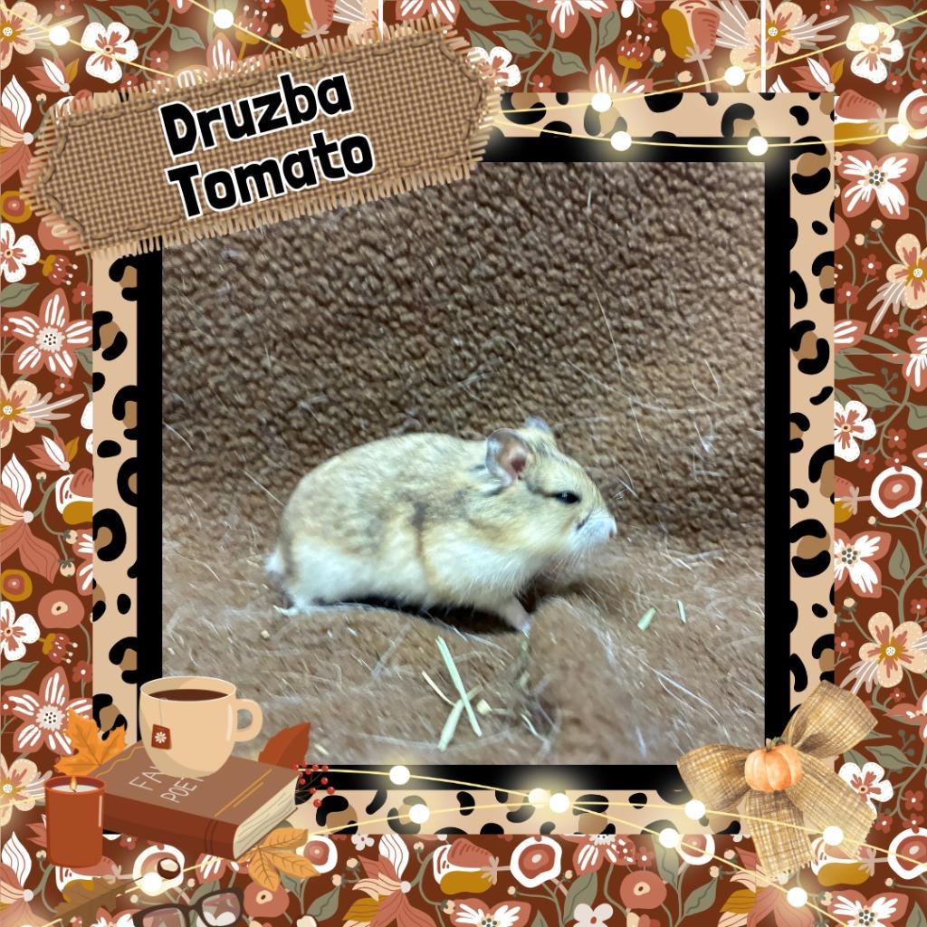 Druzba Tomato, Adoptable, Baby Female Hamster.