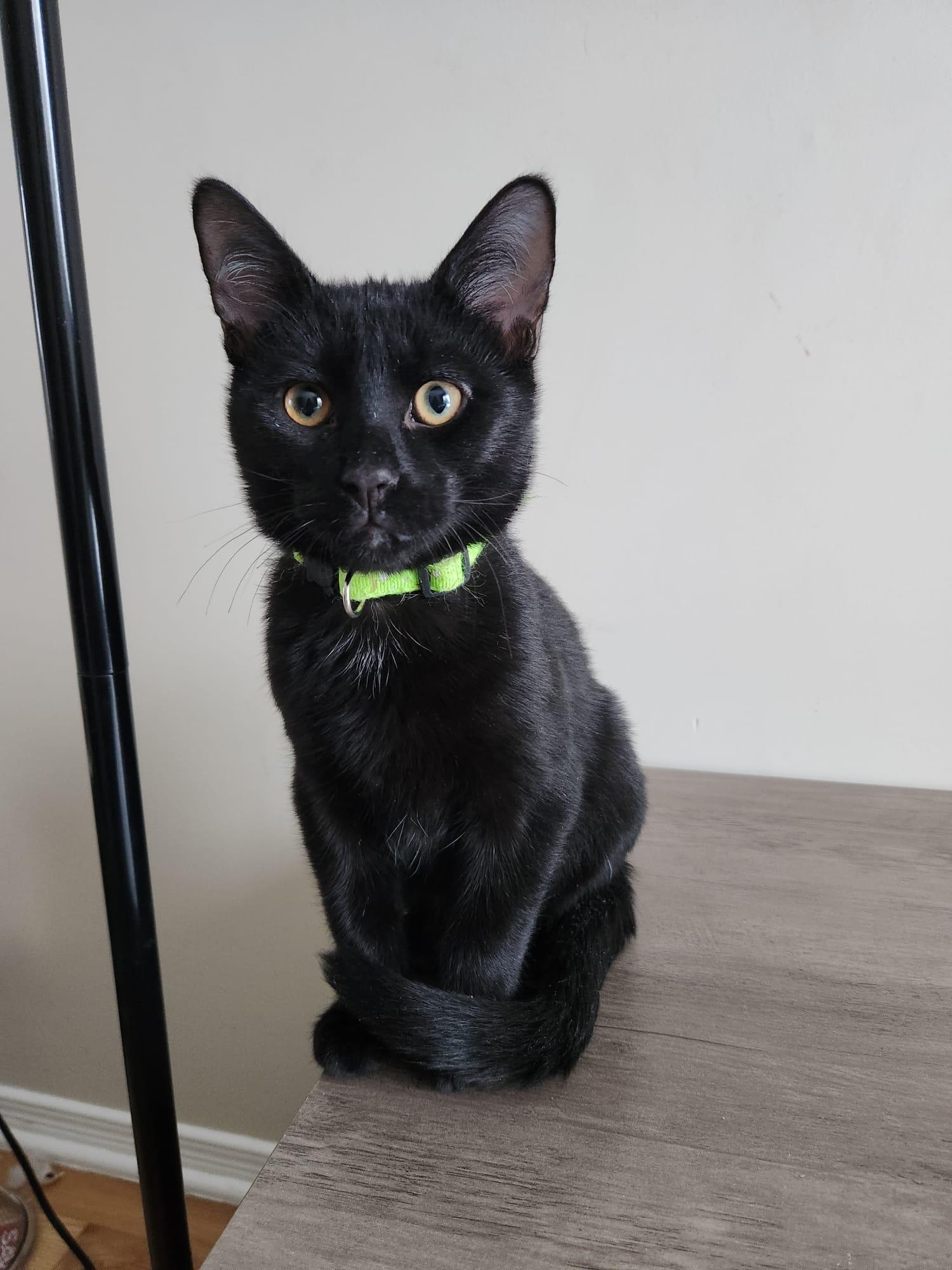 Dark, ADOPTABLE, Kitten Male Domestic Short Hair.