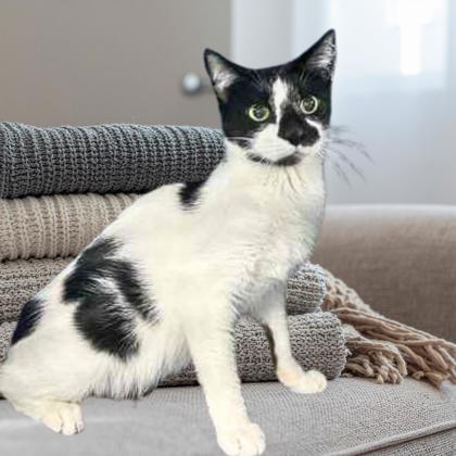 Broomstick, Adoptable, Senior Female Domestic Short Hair & Domestic Short Hair.