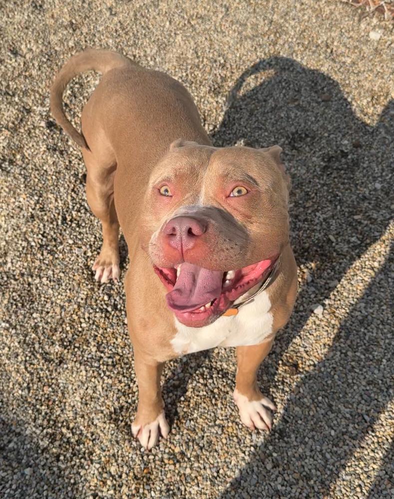 BOLT, Adopted, Adult Male American Bully.
