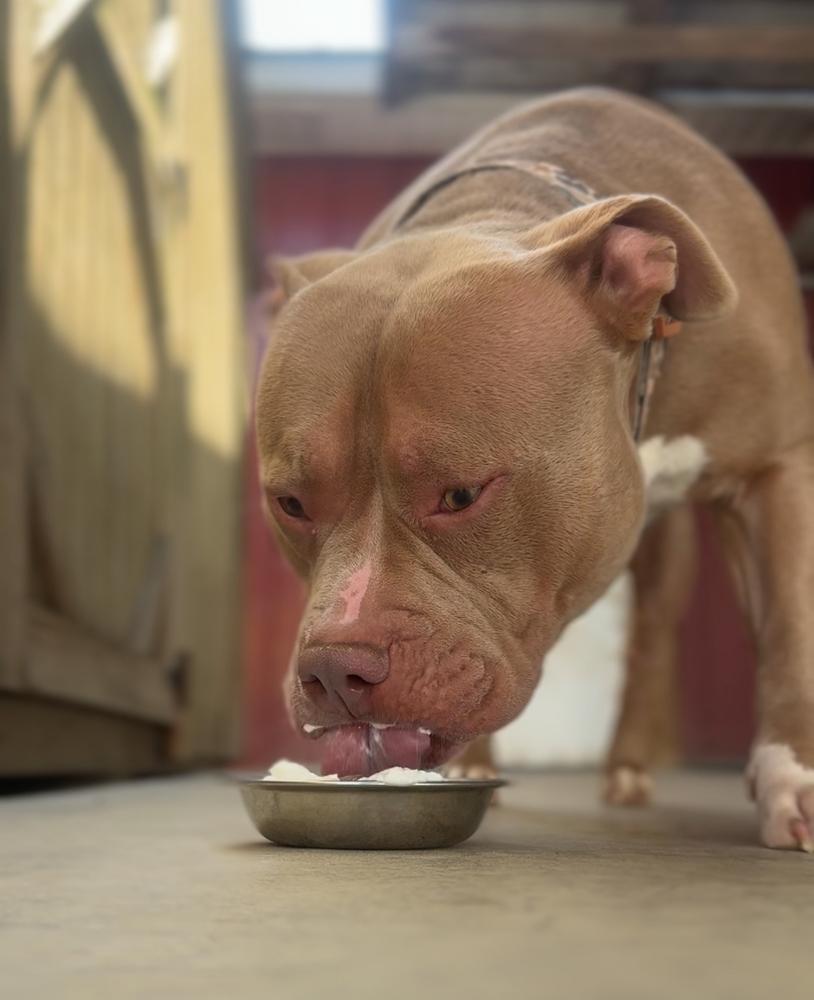 Enlarge BOLT, a Adopted mixed breed in Rochester, IN image 3/3