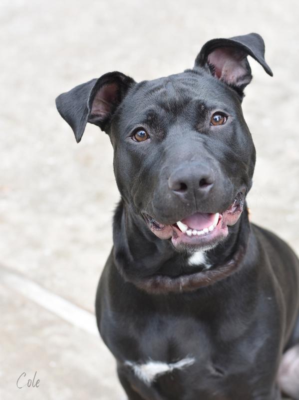 Cole, Baby Male American Staffordshire Terrier