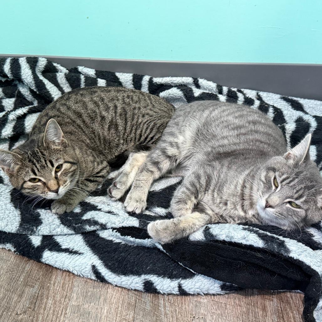 Lexus, Adoptable, Young Female Domestic Short Hair.