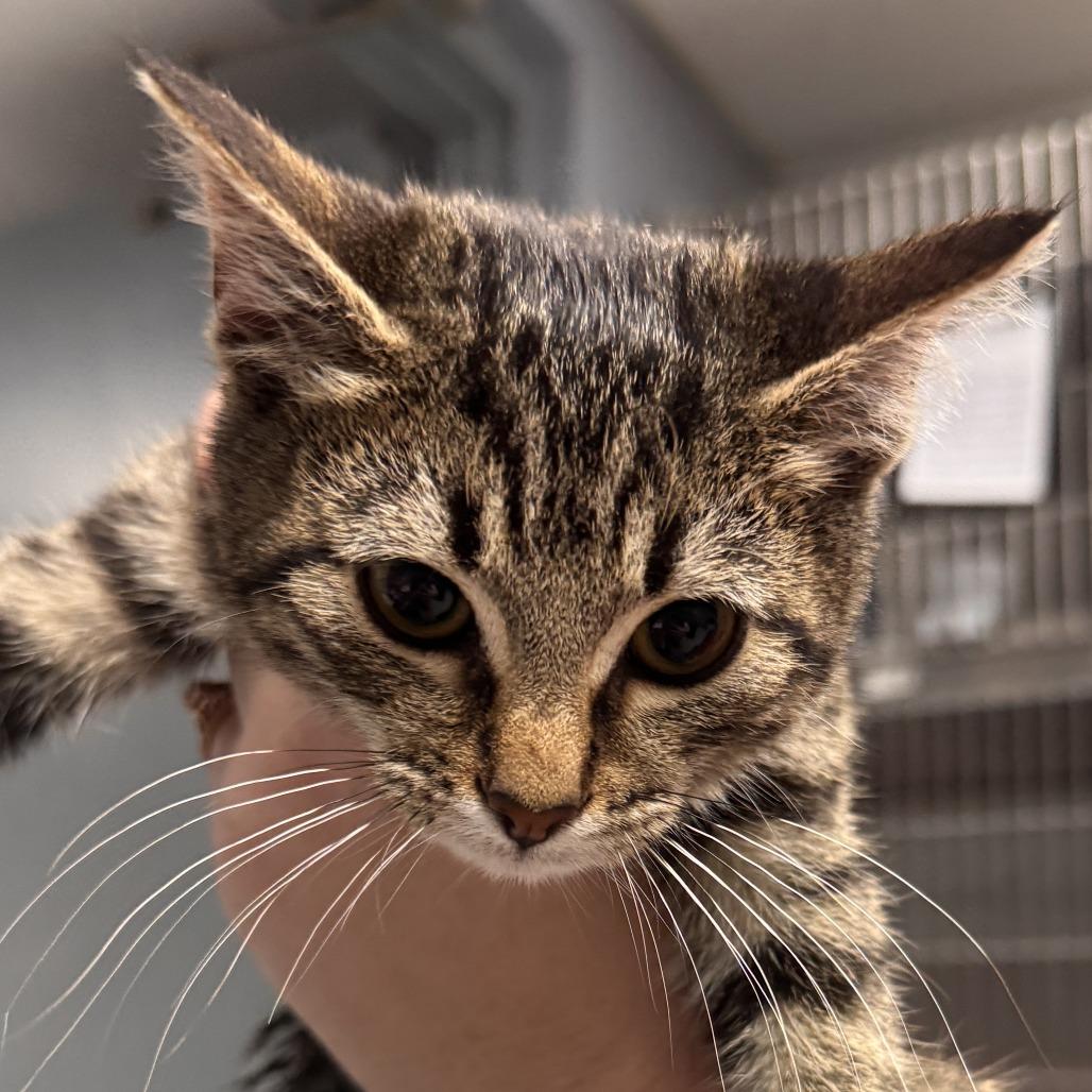 Enlarge Lexus, a Adoptable Domestic Short Hair in Marion, VA image 2/4