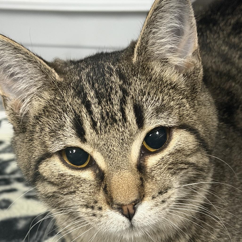 Enlarge Lexus, a Adoptable Domestic Short Hair in Marion, VA image 3/4