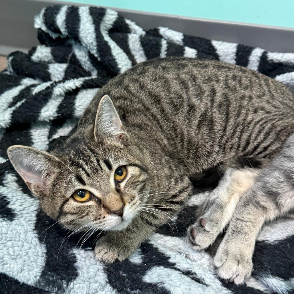 Enlarge Lexus, a Adoptable Domestic Short Hair in Marion, VA image 4/4