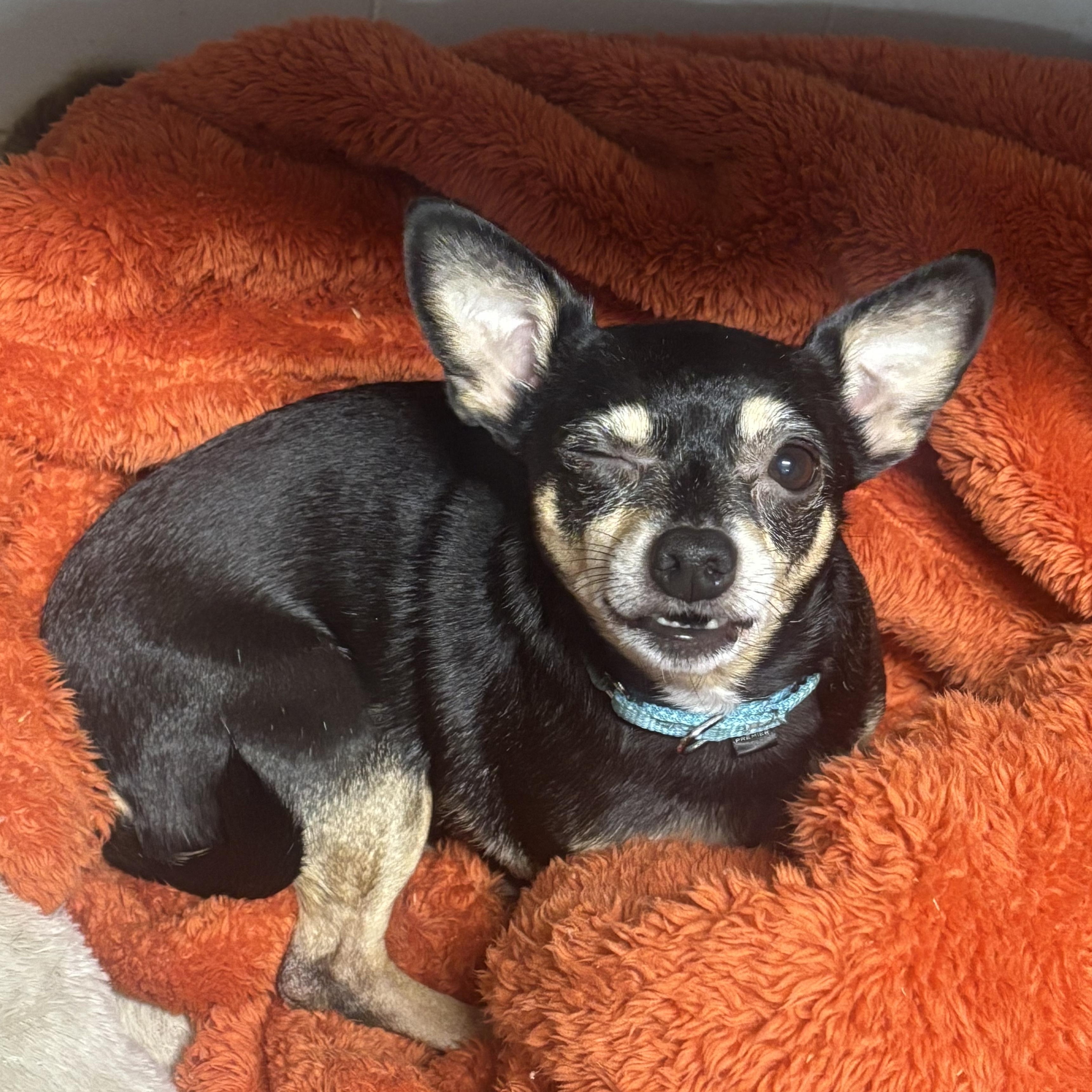 Lola, Senior Female unknown
