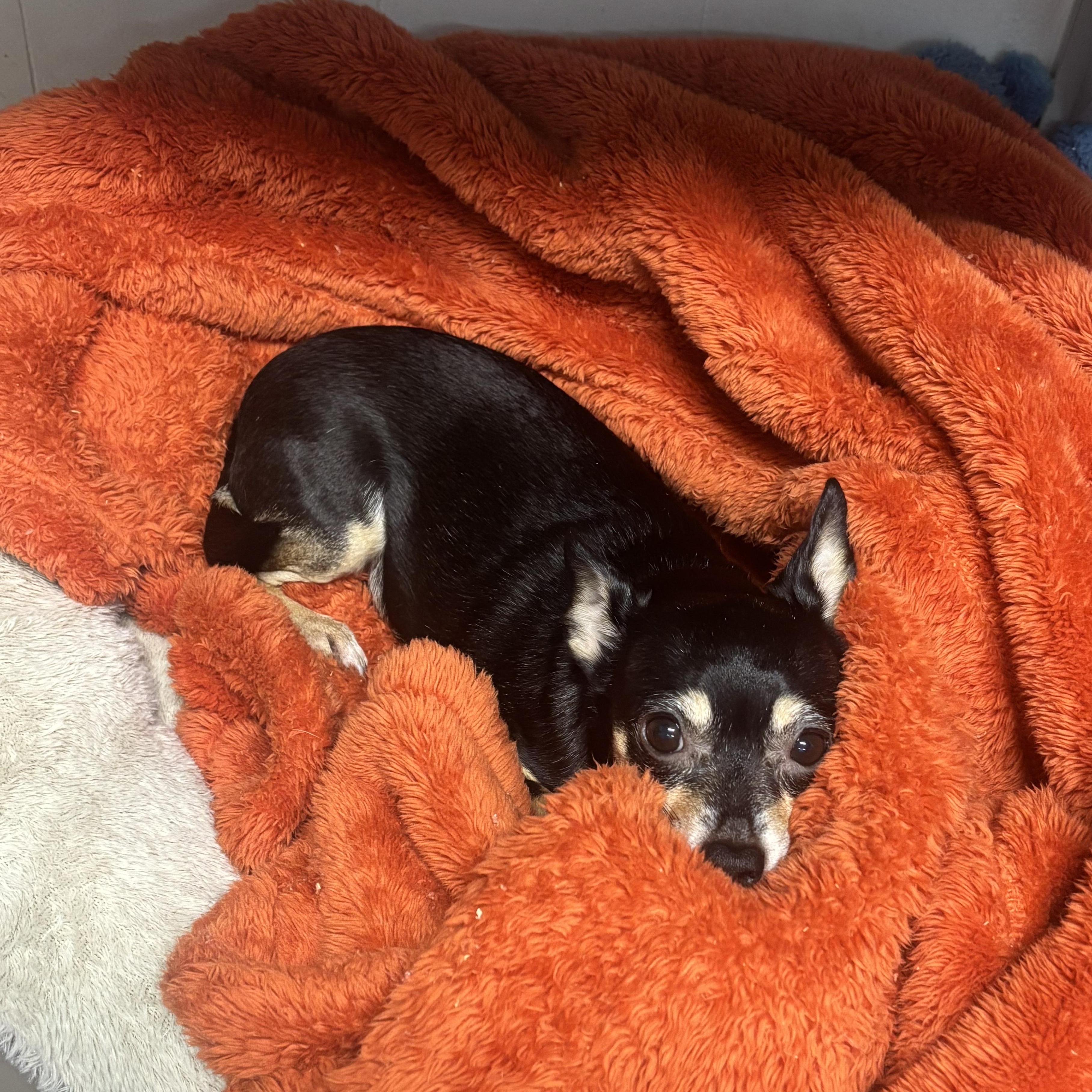 Lola photo 4
