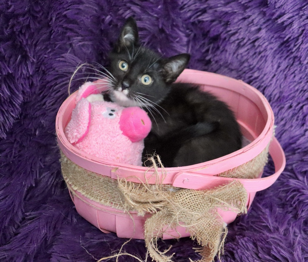 Enlarge Chickadee, a Adoptable mixed breed in Saint Augustine, FL image 1/8