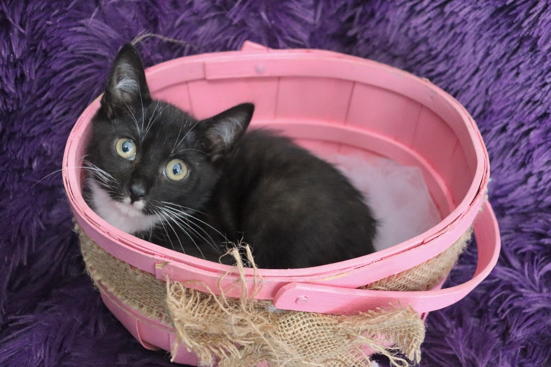 Enlarge Chickadee, a Adoptable mixed breed in Saint Augustine, FL image 2/8