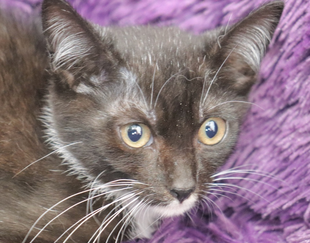 Enlarge Chickadee, a Adoptable mixed breed in Saint Augustine, FL image 3/8