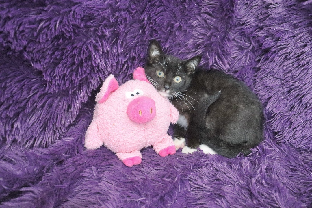 Enlarge Chickadee, a Adoptable mixed breed in Saint Augustine, FL image 4/8