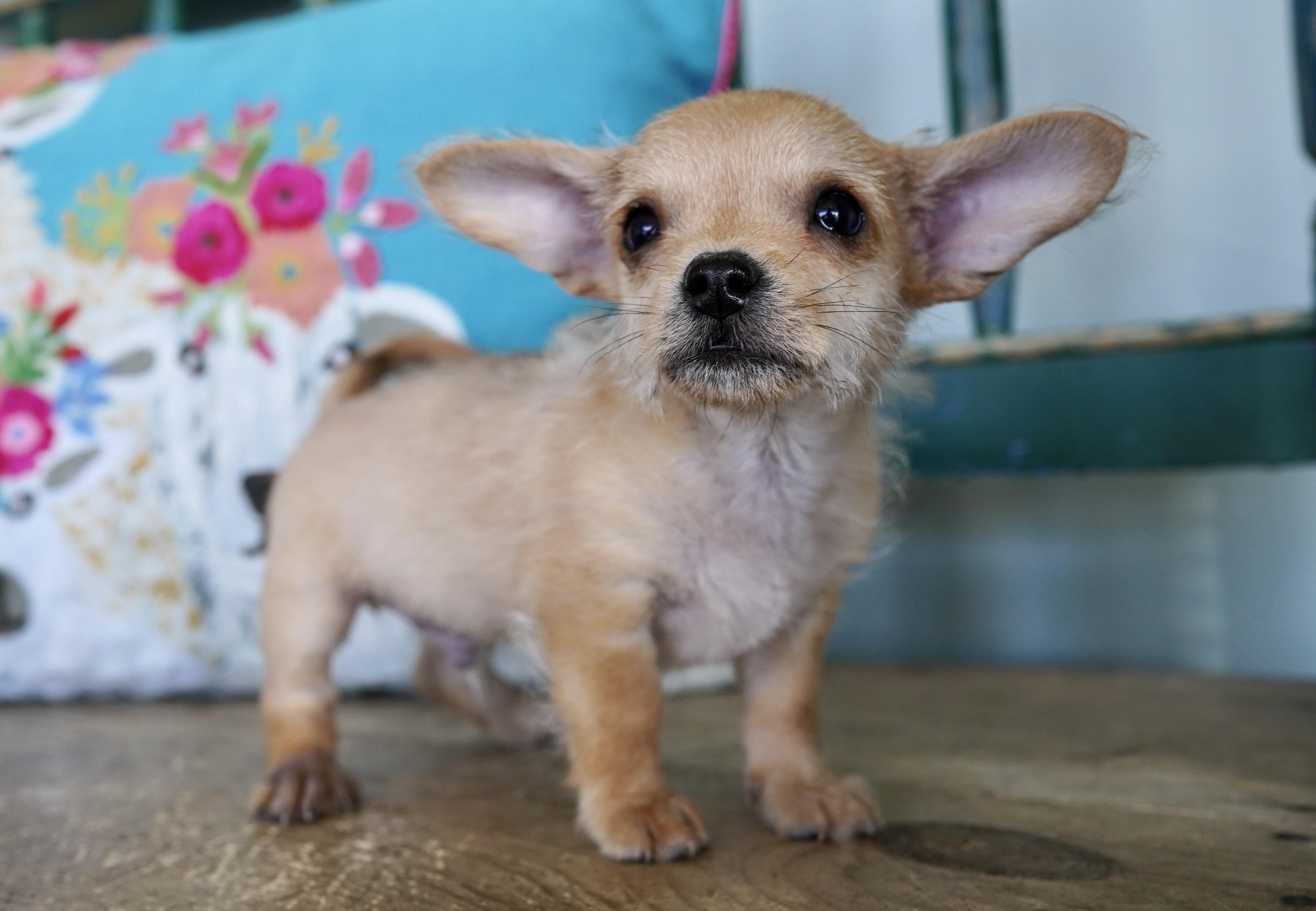 Enlarge Frankenstein, a Adopted mixed breed in San Antonio, TX image 1/5