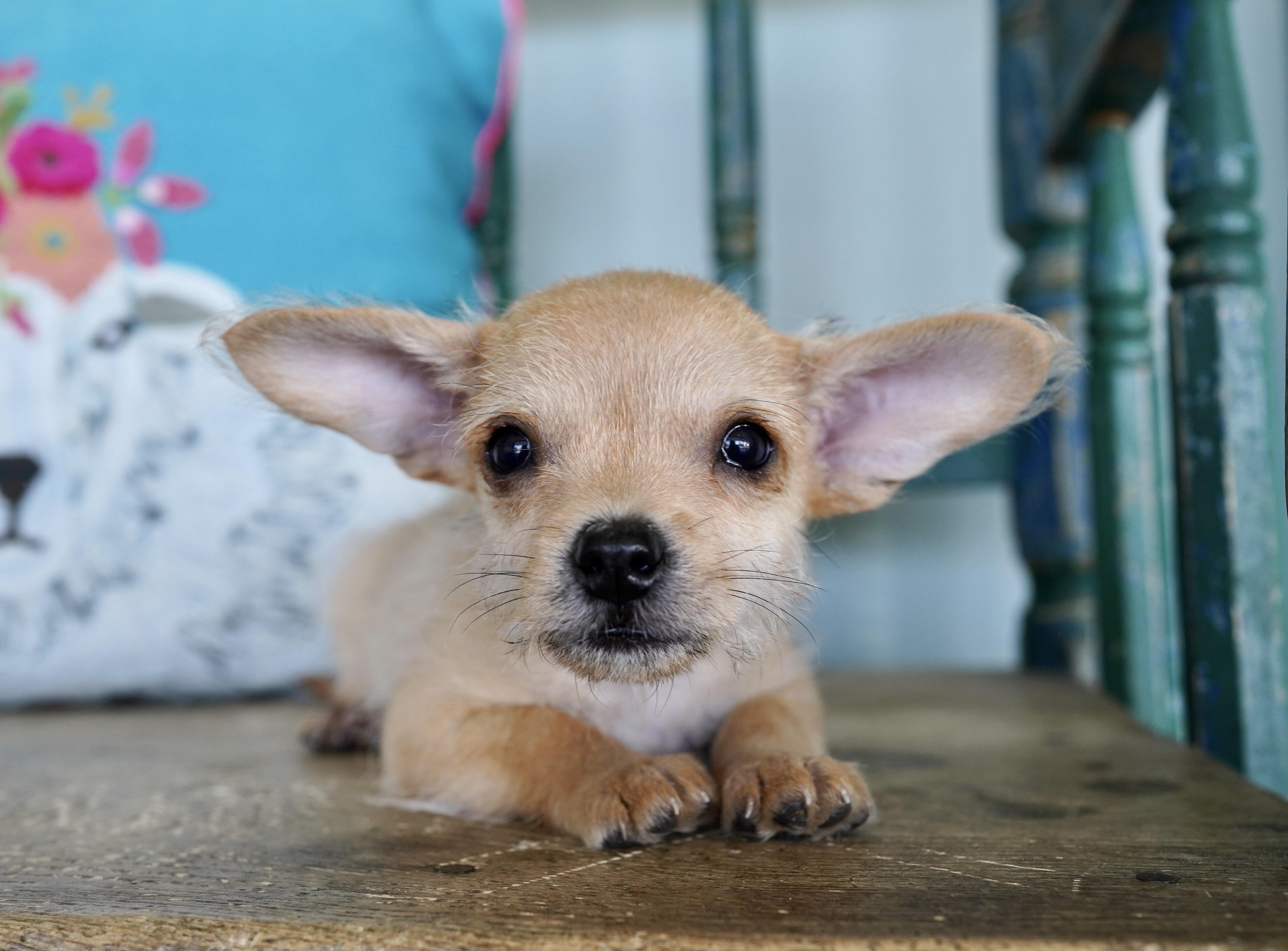 Enlarge Frankenstein, a Adopted mixed breed in San Antonio, TX image 3/5