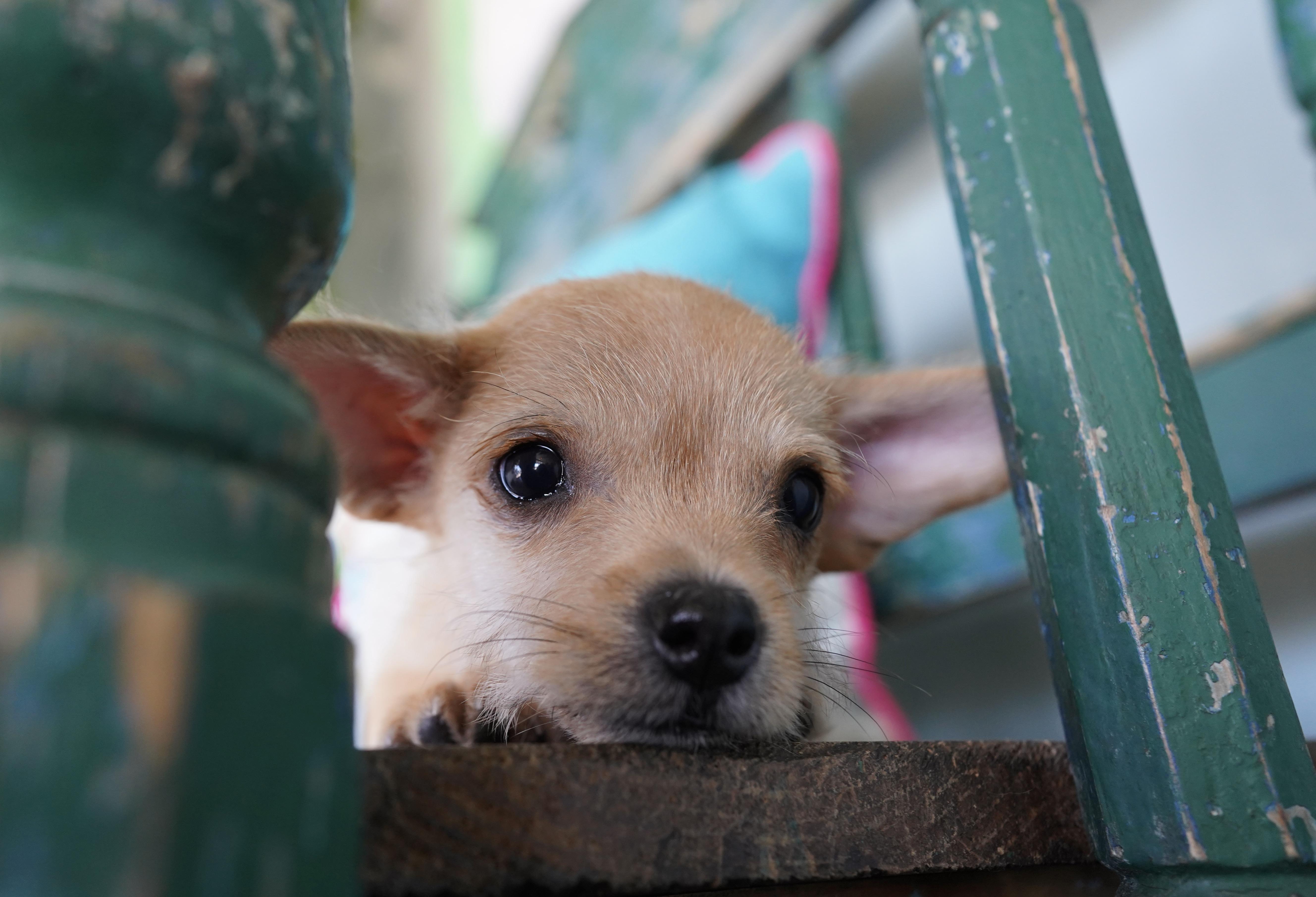 Enlarge Frankenstein, a Adopted mixed breed in San Antonio, TX image 4/5