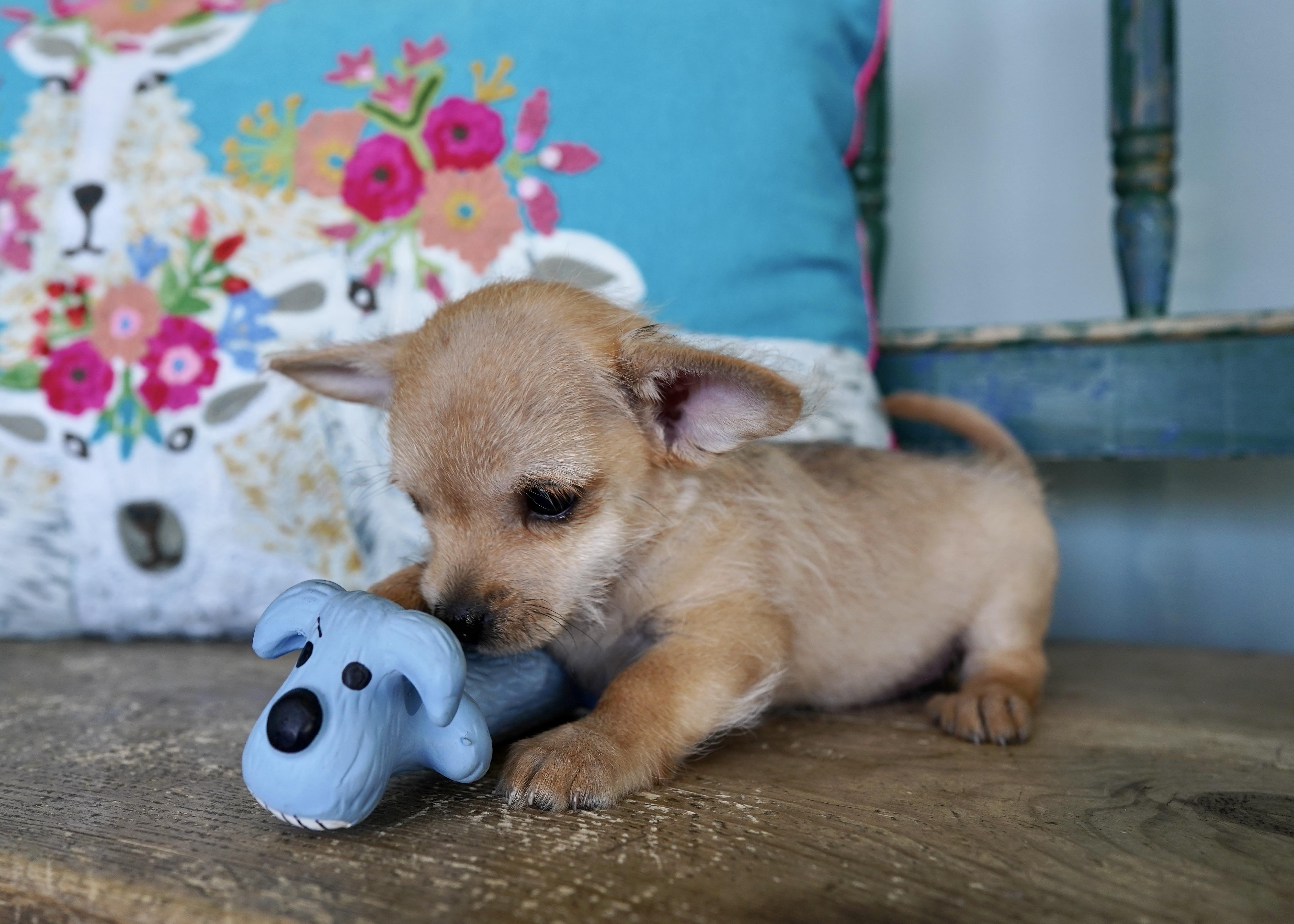 Enlarge Frankenstein, a Adopted mixed breed in San Antonio, TX image 5/5