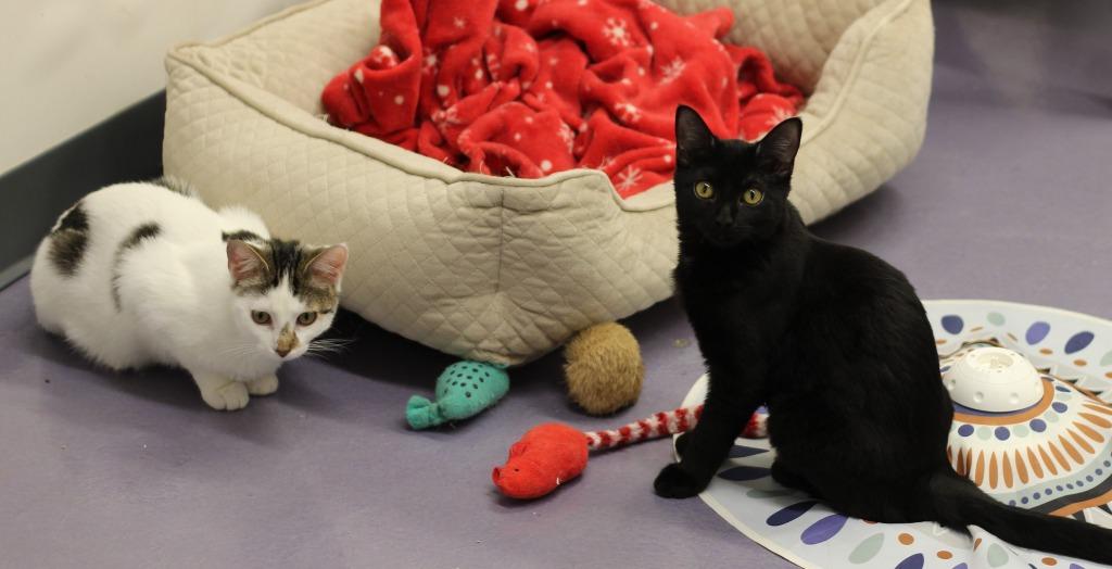 Opal and Sandy, Adoptable, Kitten Female Domestic Short Hair.