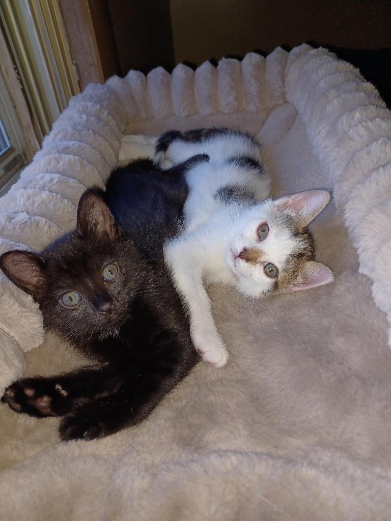 Opal and Sandy, a Adoptable mixed breed in Rockford, IL image 1/2