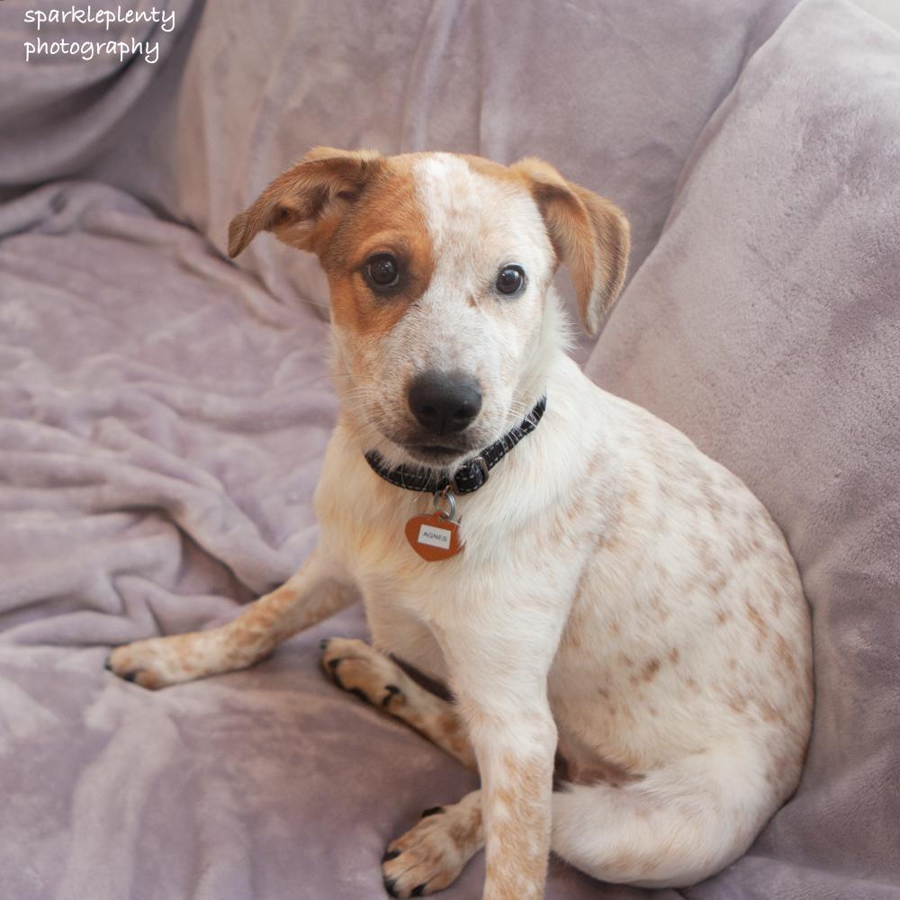Enlarge Agnes Van Canine, a Adoptable Cattle Dog in Ridgefield, CT image 6/6