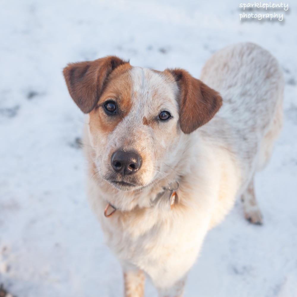 Agnes Van Canine, Adoptable, Puppy Female Cattle Dog.