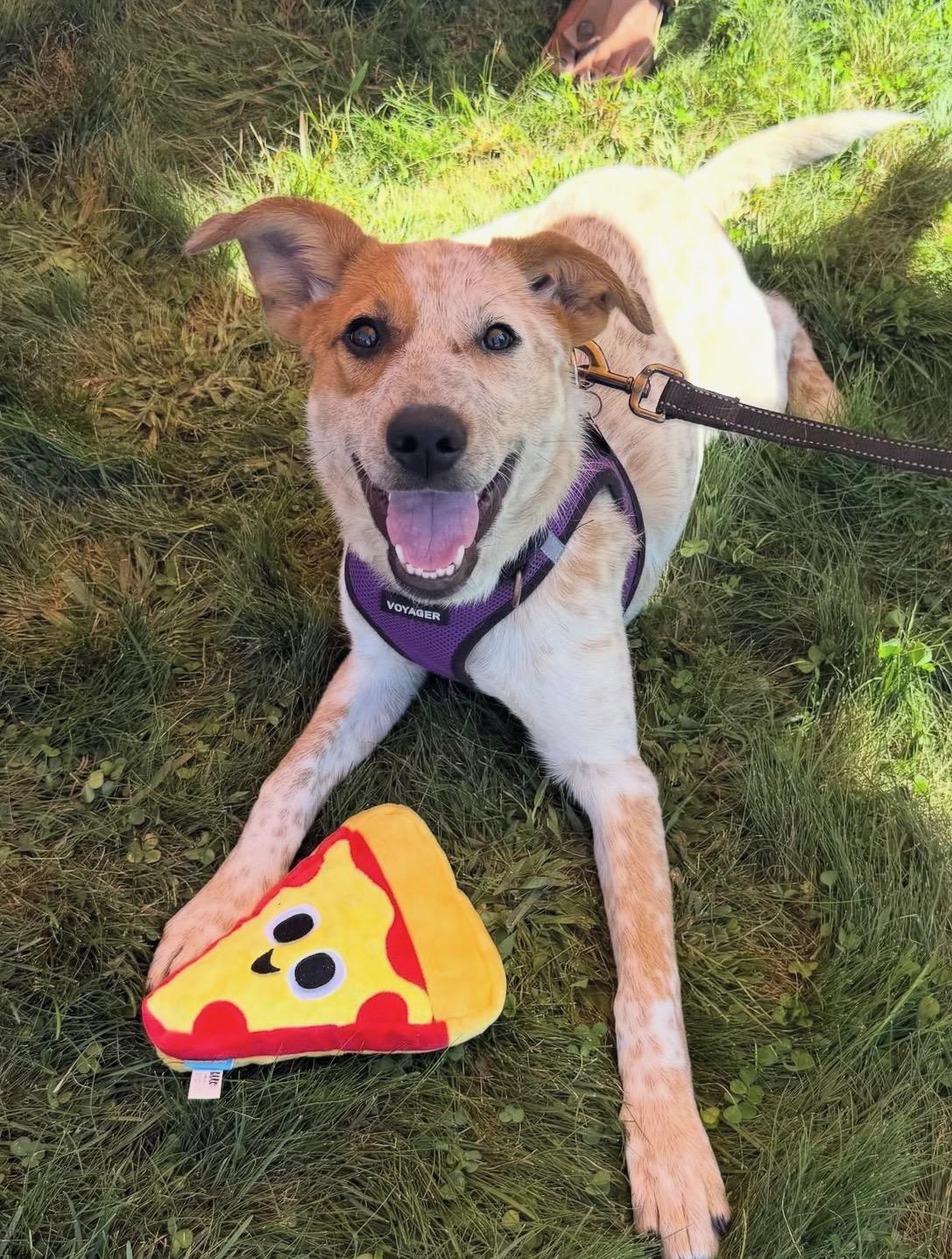 Enlarge Agnes Van Canine, a Adoptable Cattle Dog in Ridgefield, CT image 4/6