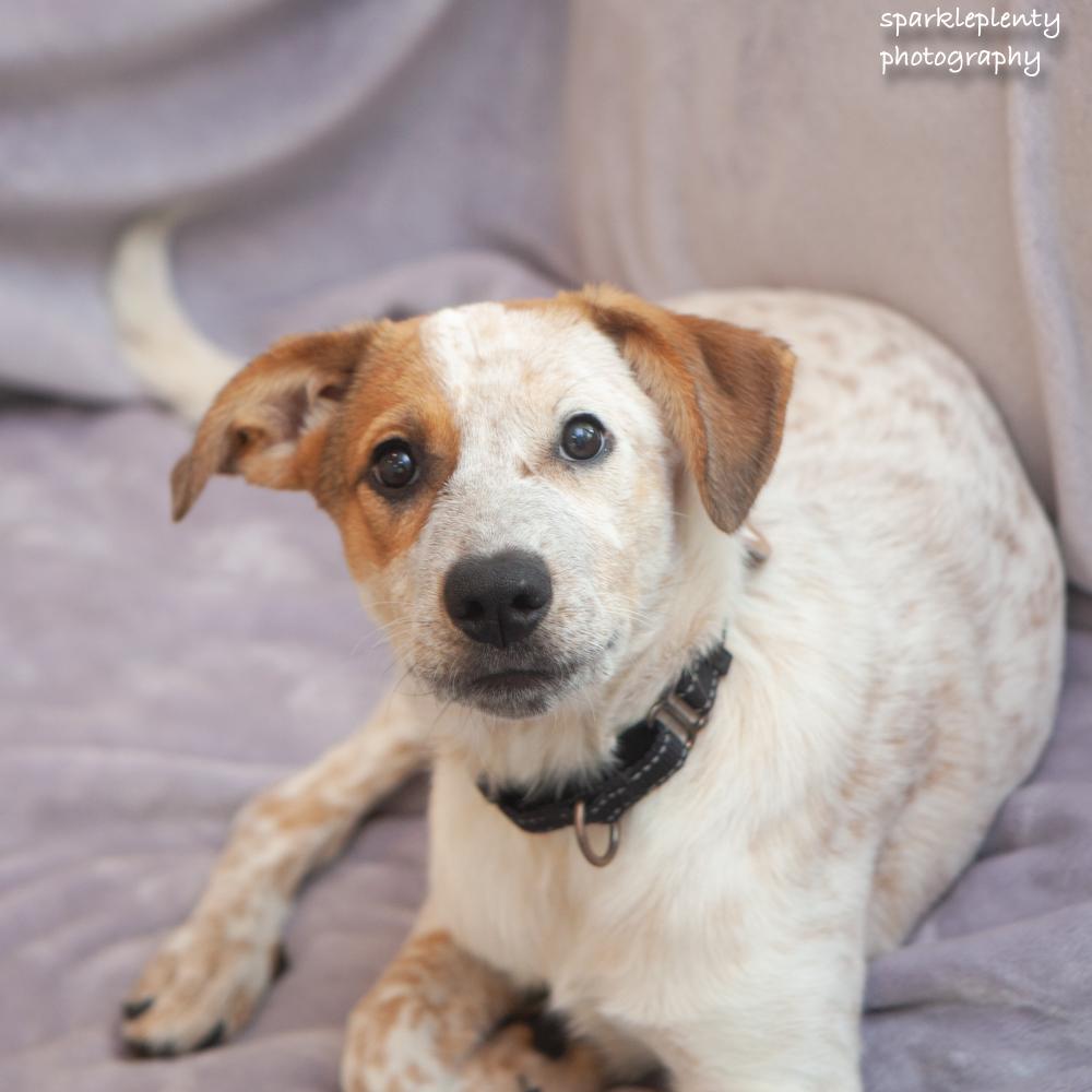Enlarge Agnes Van Canine, a Adoptable Cattle Dog in Ridgefield, CT image 5/6