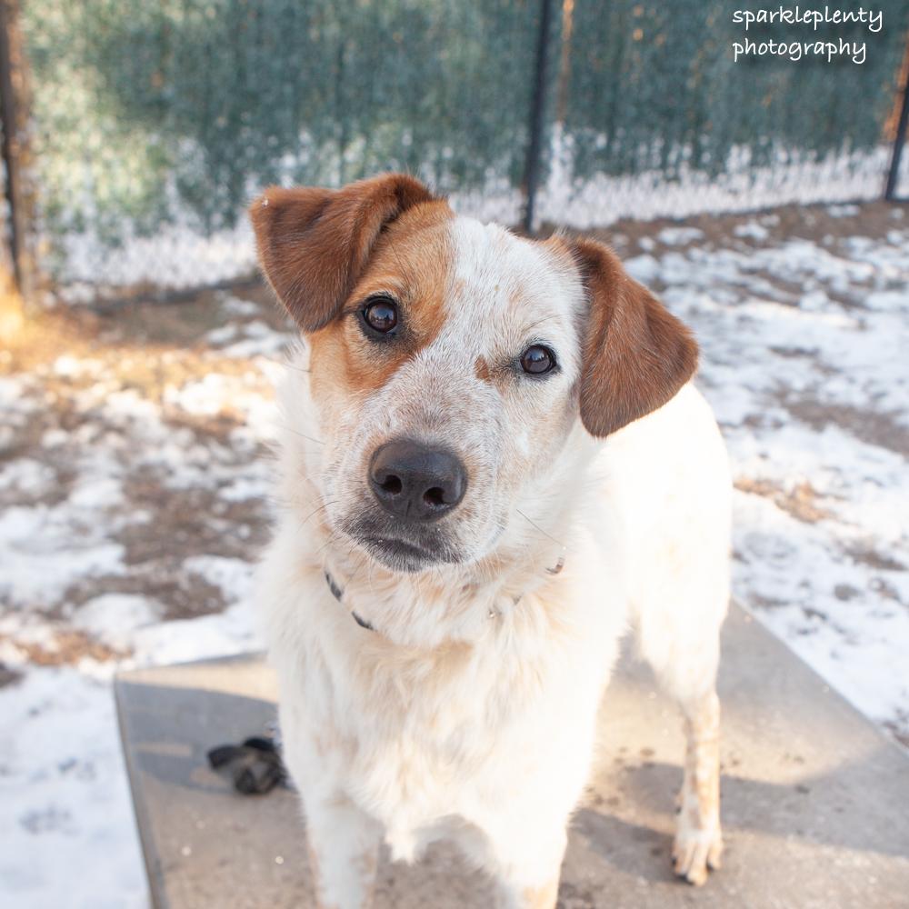 Enlarge Agnes Van Canine, a Adoptable Cattle Dog in Ridgefield, CT image 2/6