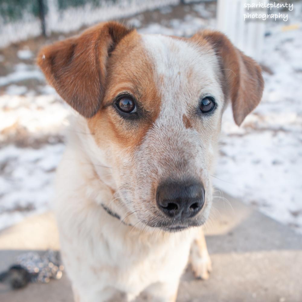 Enlarge Agnes Van Canine, a Adoptable Cattle Dog in Ridgefield, CT image 3/6