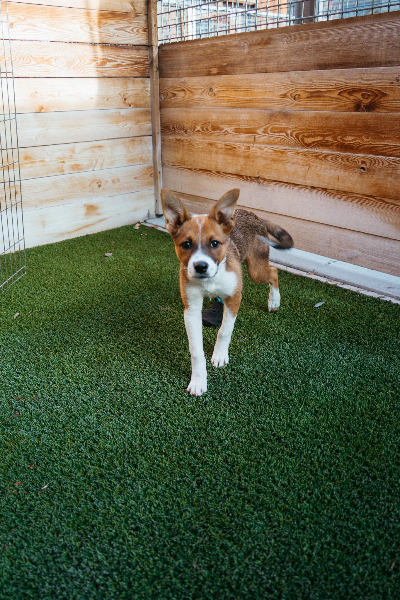 Peppermint, adopted, Puppy Female Mixed Breed.