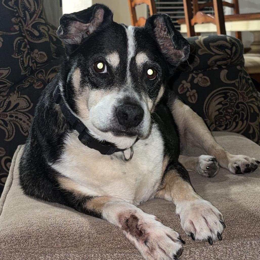 Sadie C-34120, Adoptable, Senior Female Corgi & Beagle.