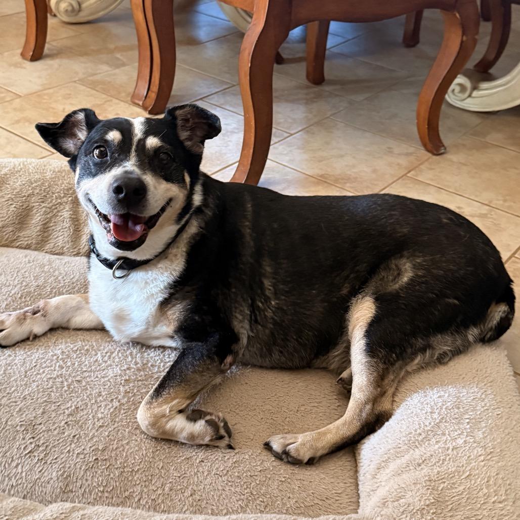Enlarge Sadie C-34120, a Adoptable mixed breed in Oklahoma City, OK image 2/5