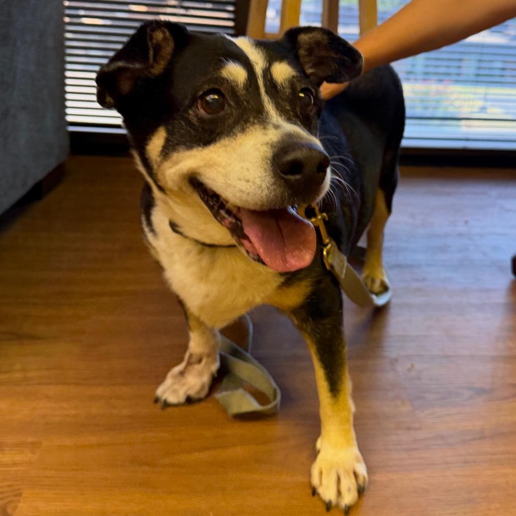 Enlarge Sadie C-34120, a Adoptable mixed breed in Oklahoma City, OK image 4/5