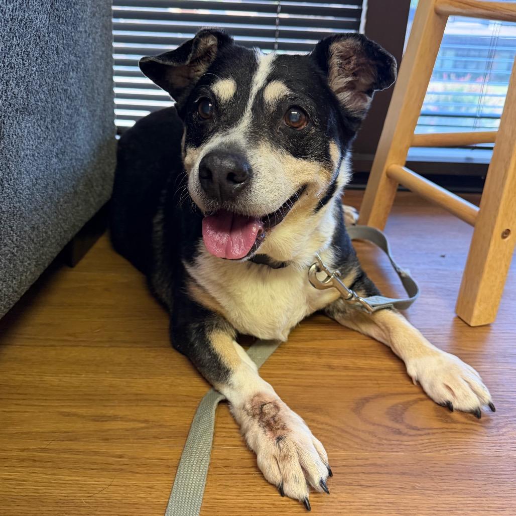 Enlarge Sadie C-34120, a Adoptable mixed breed in Oklahoma City, OK image 5/5