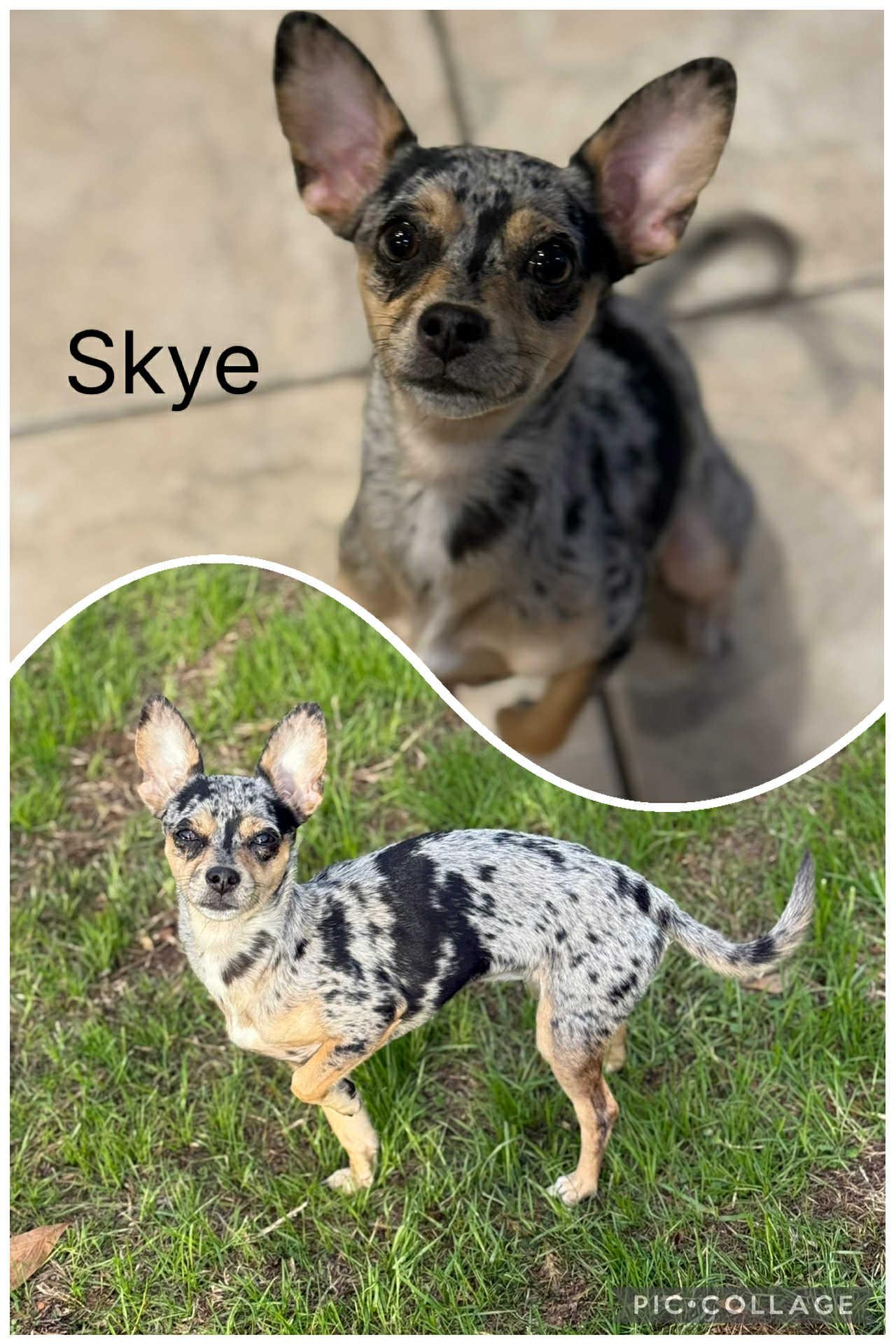 Skye, ADOPTABLE, Young Female Chihuahua.