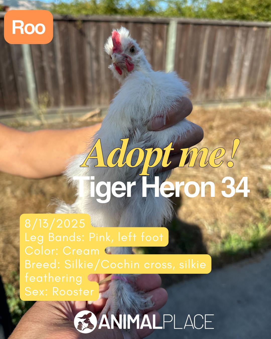 Sparrowhawk & Friends, Adoptable, Young Male Chicken.