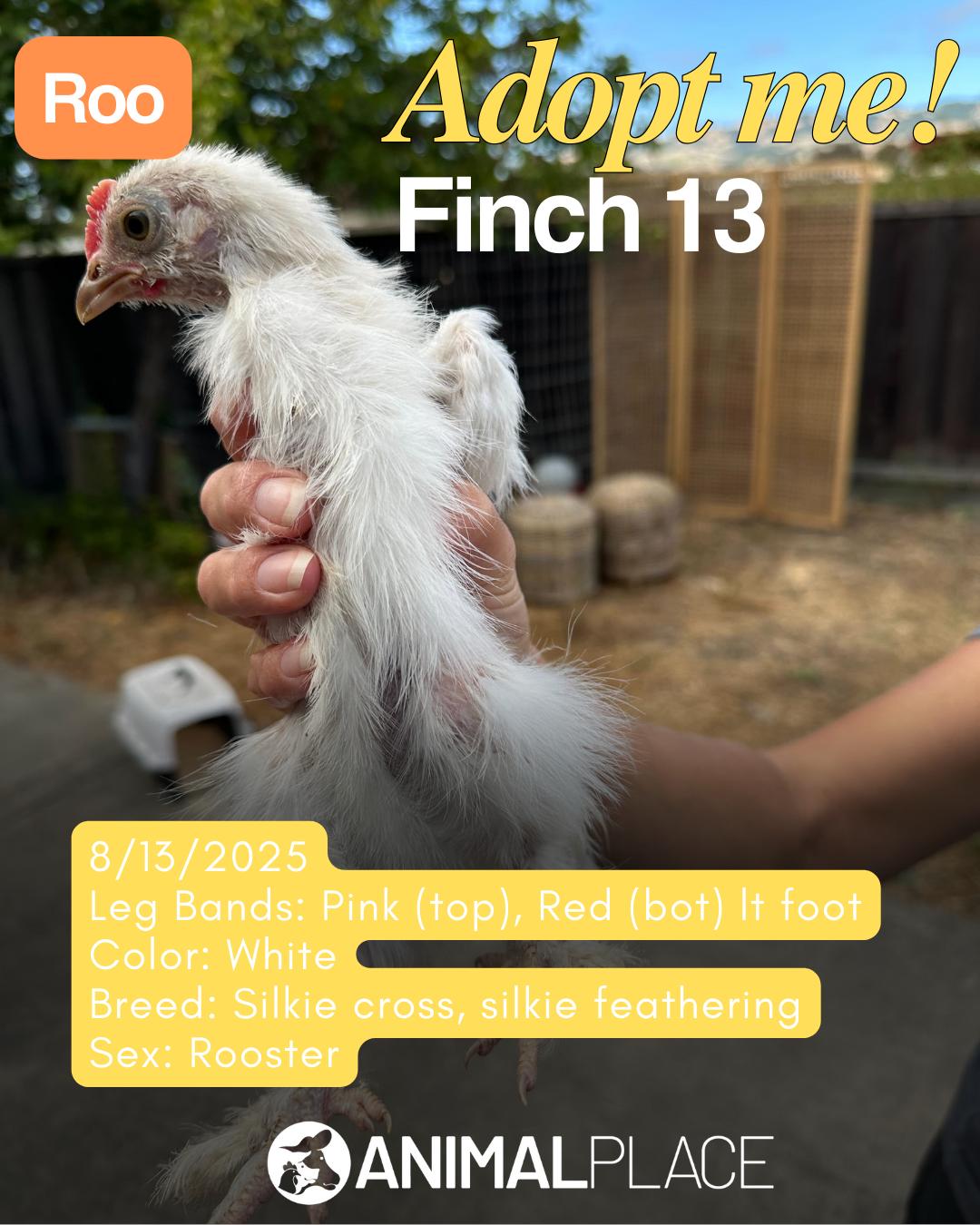 Enlarge Sparrowhawk & Friends, a Adoptable Chicken in Grass Valley, CA image 2/6