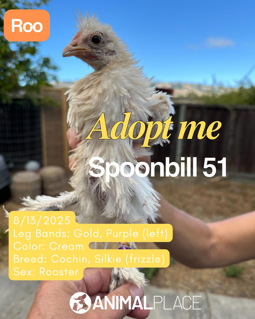 Enlarge Sparrowhawk & Friends, a Adoptable Chicken in Grass Valley, CA image 3/6