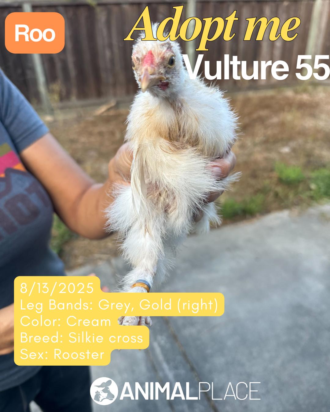 Enlarge Sparrowhawk & Friends, a Adoptable Chicken in Grass Valley, CA image 4/6