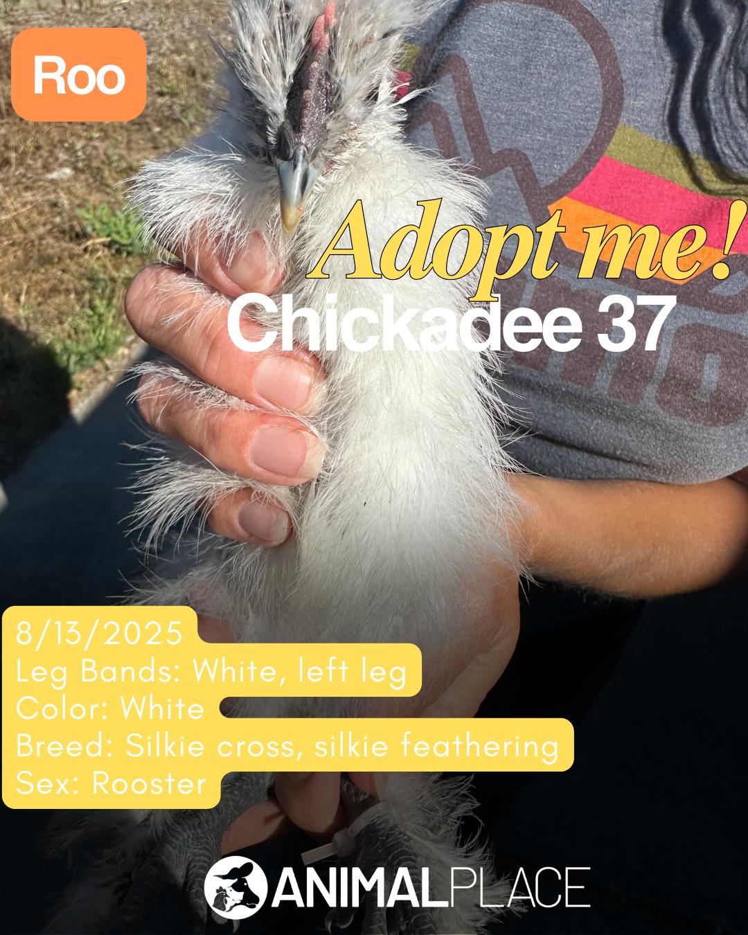 Enlarge Sparrowhawk & Friends, a Adoptable Chicken in Grass Valley, CA image 5/6