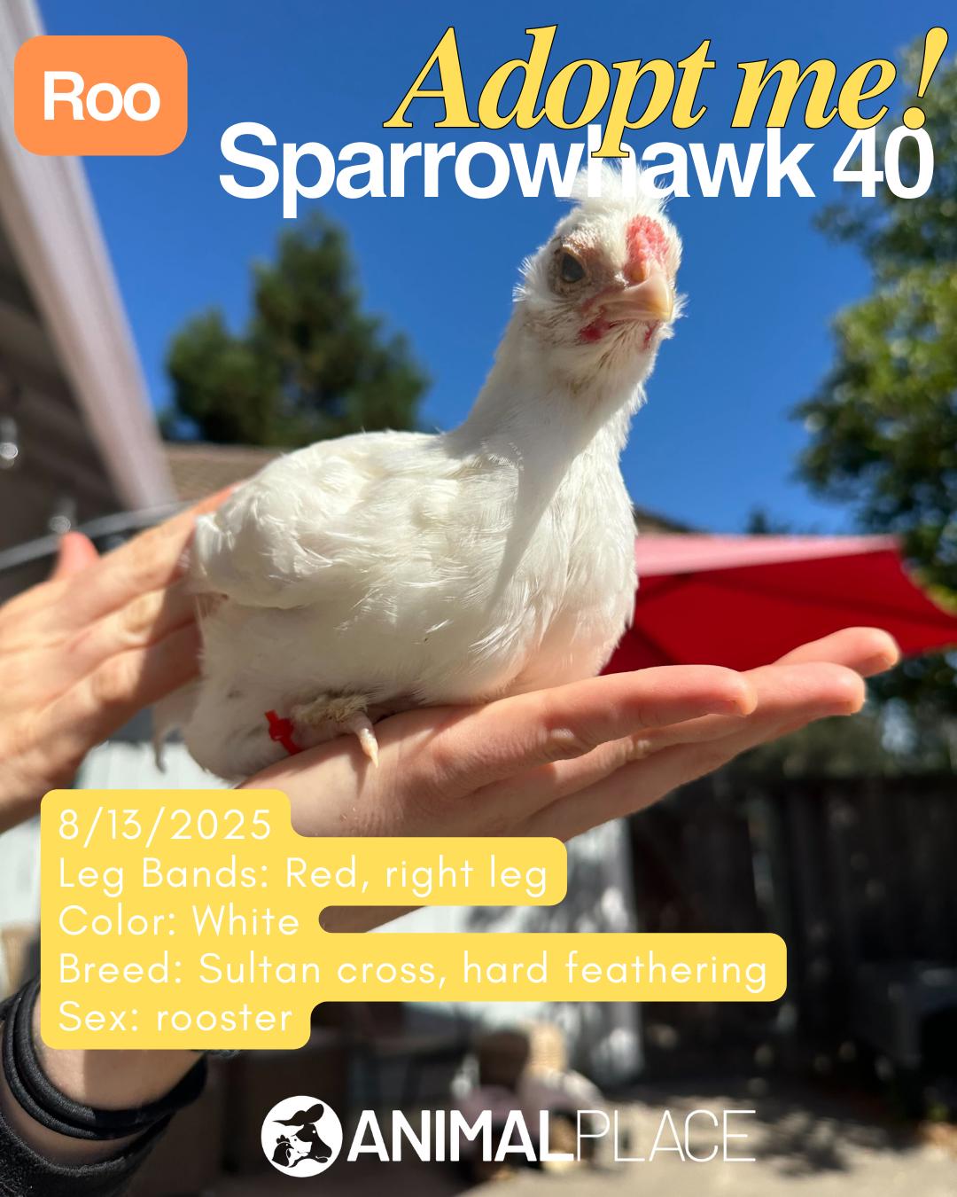 Enlarge Sparrowhawk & Friends, a Adoptable Chicken in Grass Valley, CA image 6/6