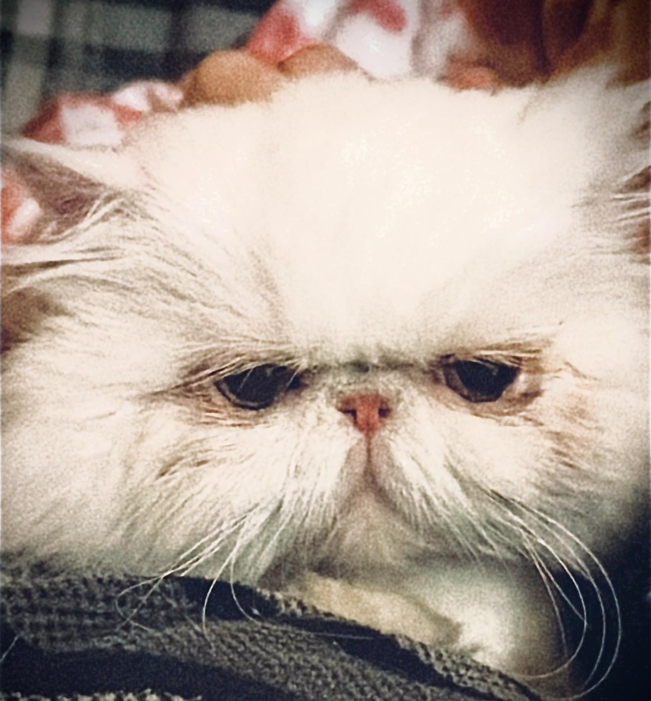 Jolene, a ADOPTABLE Persian in Limekiln, PA image 2/2