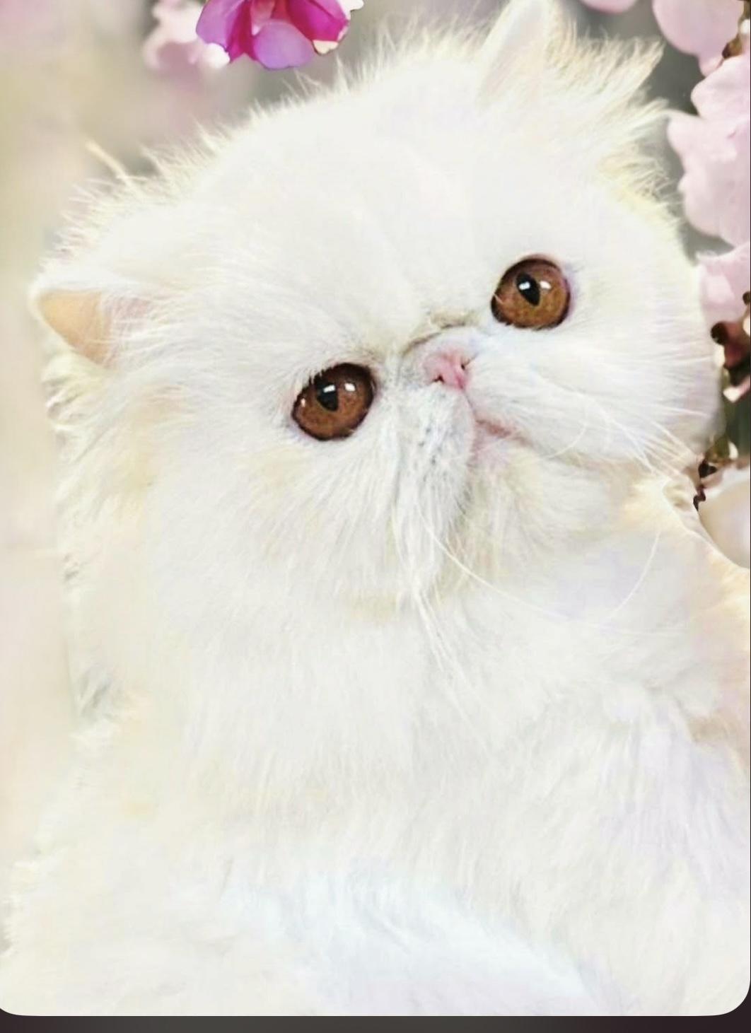 Jolene, ADOPTABLE, Adult Female Persian.
