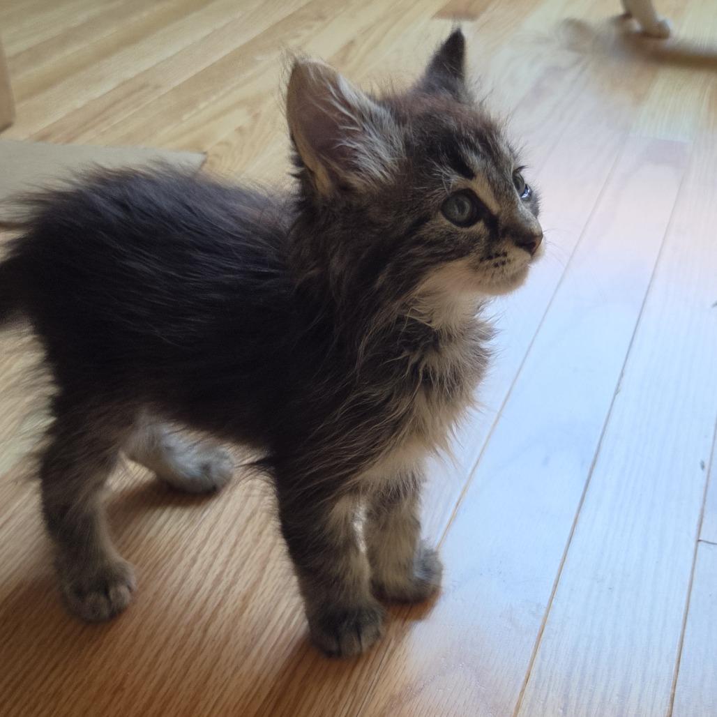 Enlarge Young, a Adoptable Domestic Long Hair in Evanston, IL image 1/3