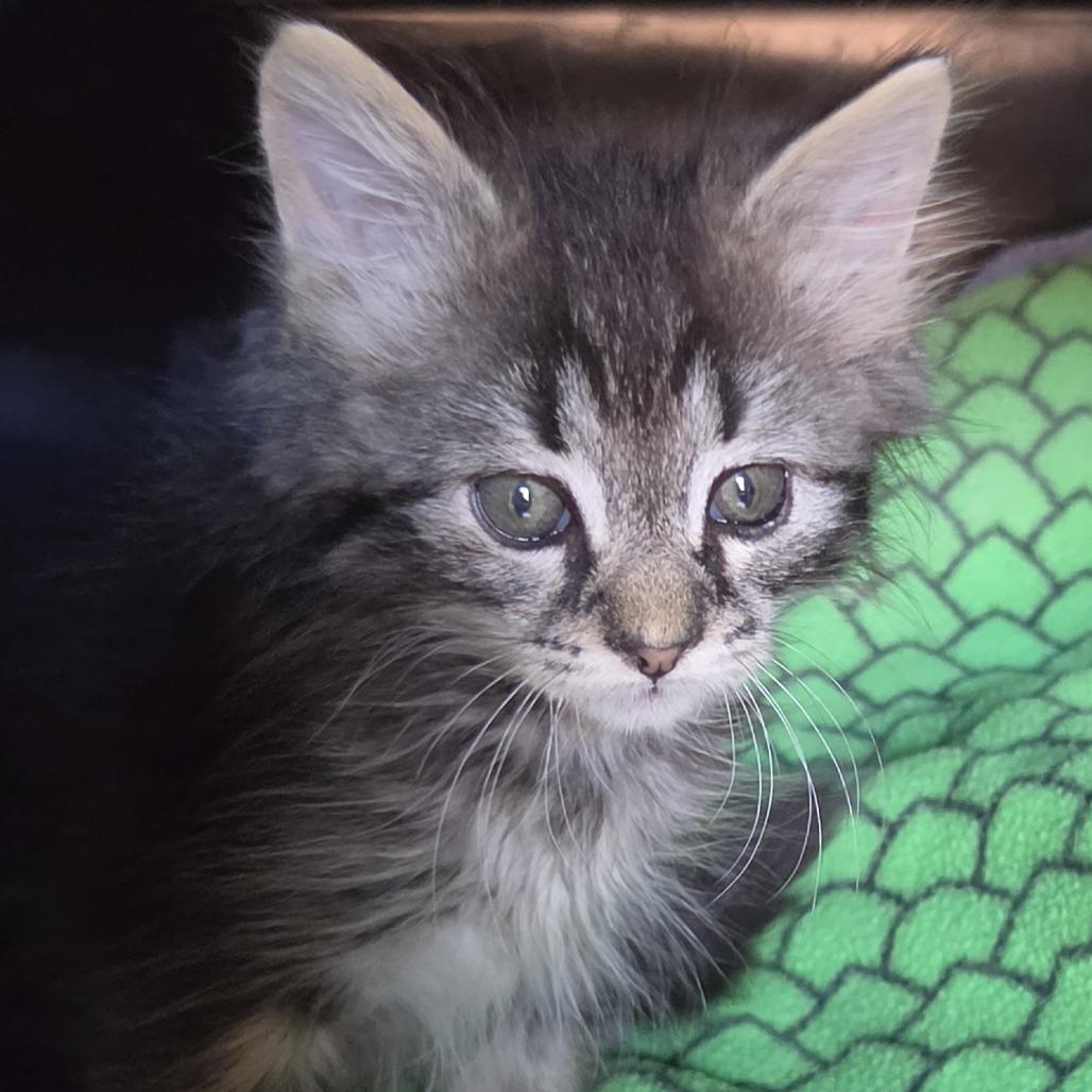 Enlarge Young, a Adoptable Domestic Long Hair in Evanston, IL image 2/3