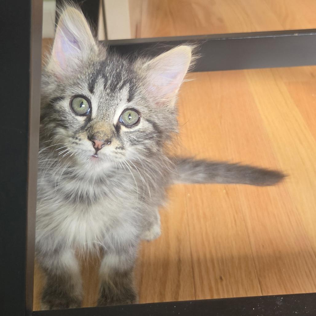 Enlarge Young, a Adoptable Domestic Long Hair in Evanston, IL image 3/3