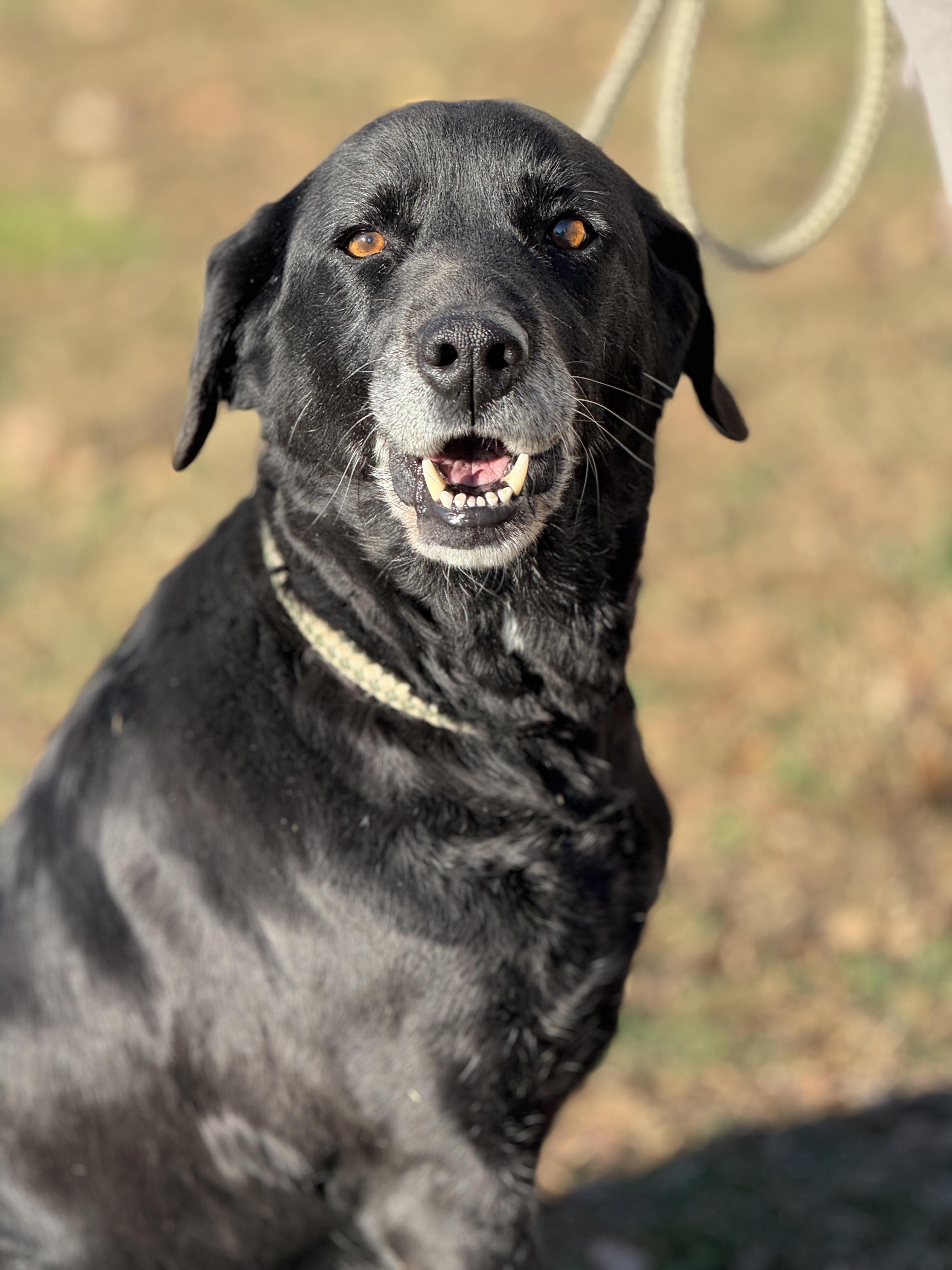 Enlarge Starling, an adopted mixed breed in Richmond, VA image 2/6