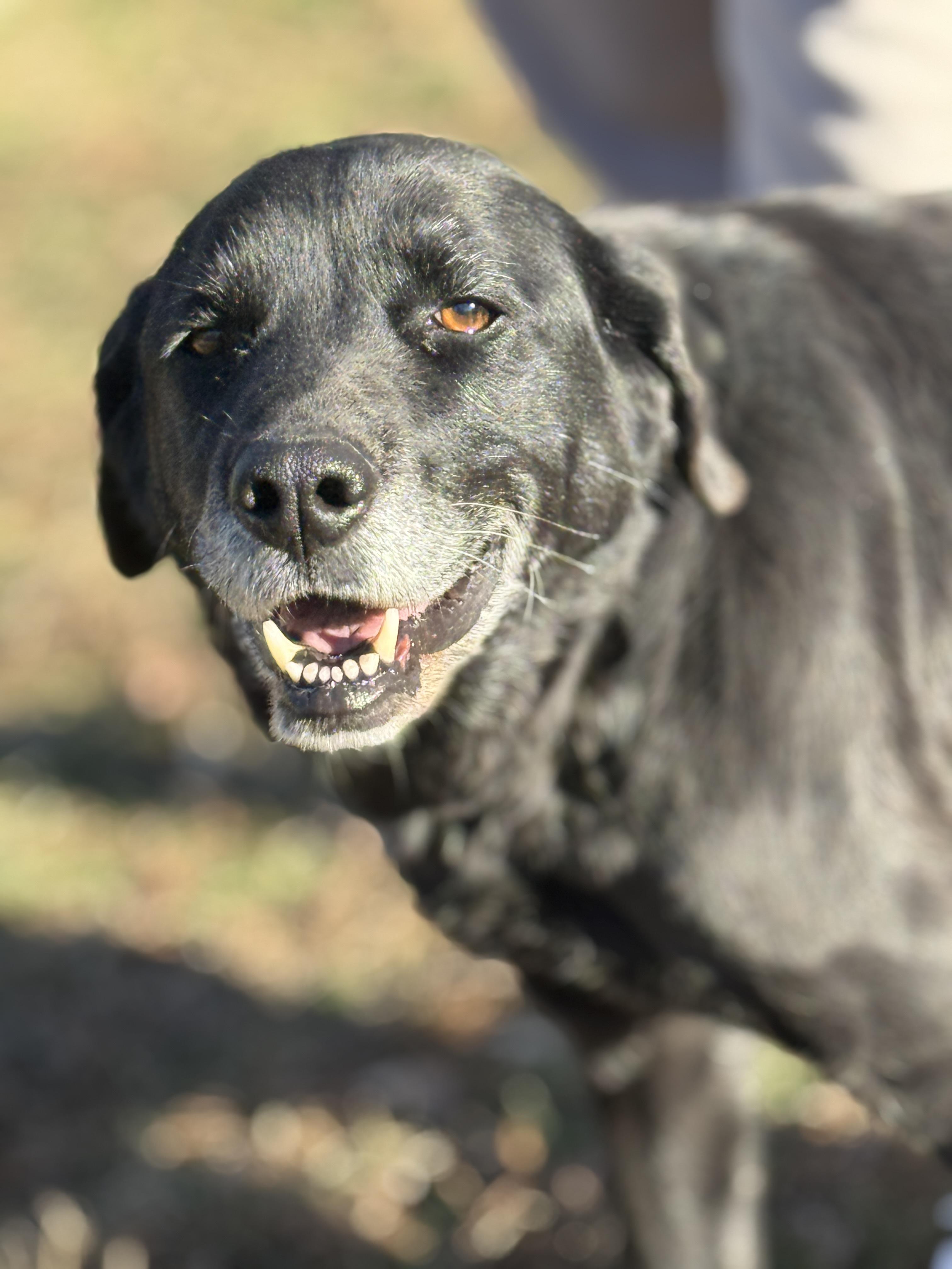 Starling thumbnail 2